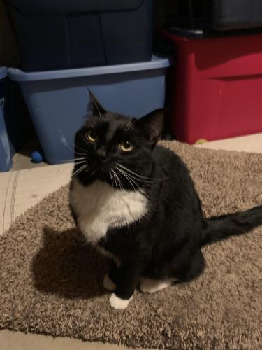 Lost Male Cat last seen 14th and Wilson, Loveland, CO 80537