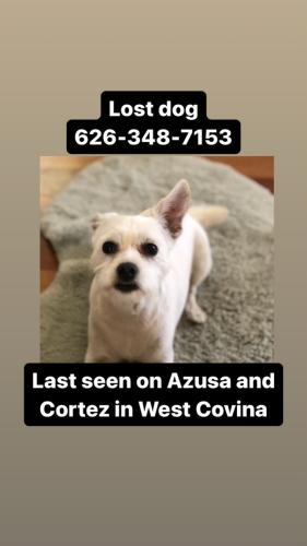 Lost Female Dog last seen Columbus & Azusa, West Covina, CA 91791