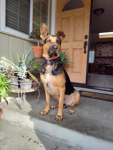 Lost Male Dog last seen Near Shoreham pl, Stockton, CA 95207