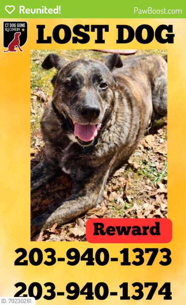 Reunited Male Dog last seen Mueller Ave, Cheshire, CT 06410, USA, Cheshire, CT 06410