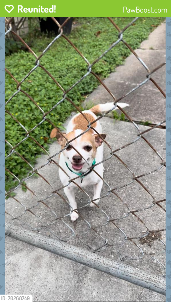 Reunited Male Dog last seen Wayside, Cesar Chavez, C Street , Houston, TX 77011