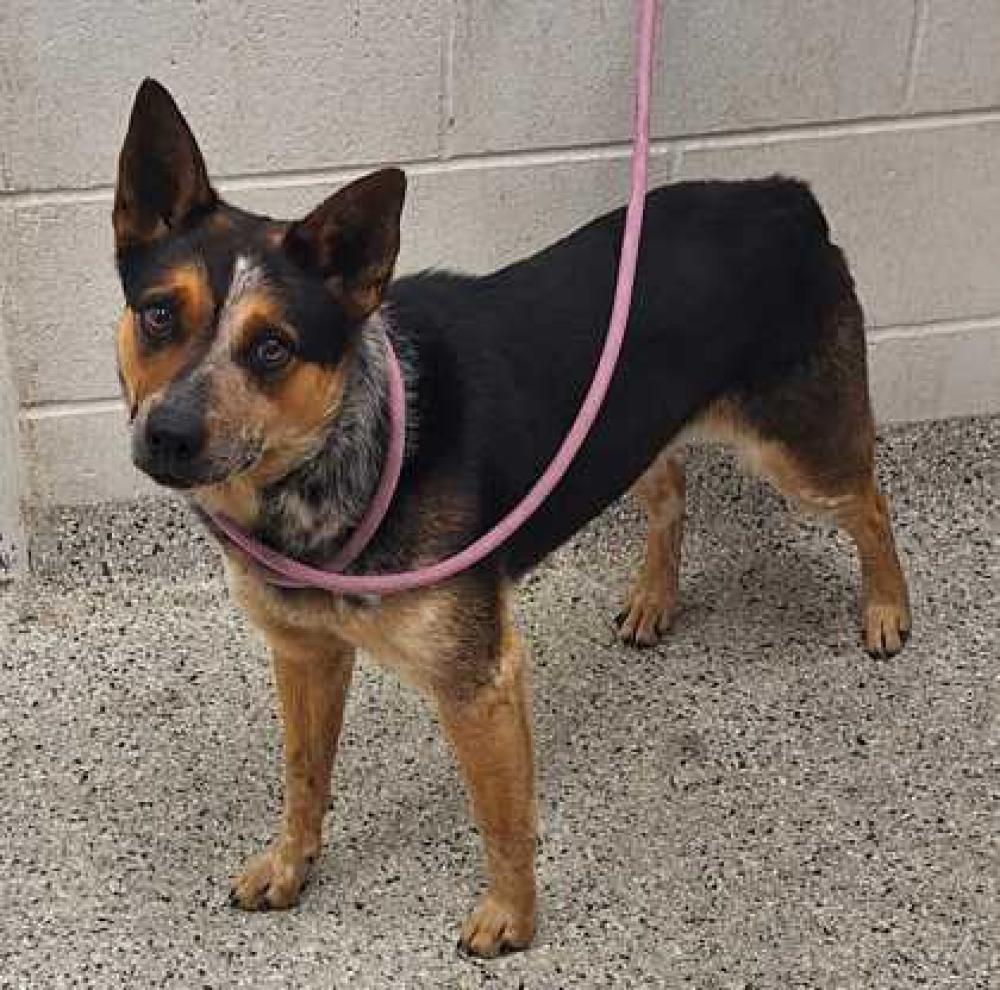 Shelter Stray Male Dog last seen NE 43rd St and NE Chaumiere Rd KCMO 64117, 64117, MO, Kansas City, MO 64132