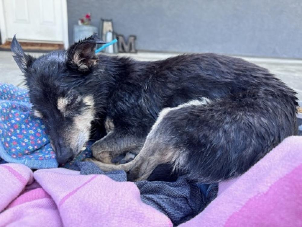 Shelter Stray Female Dog last seen N Sanders Ave & E Alluvial Ave, Clovis Zone Fresno CO 4 93619, CA, Fresno, CA 93706