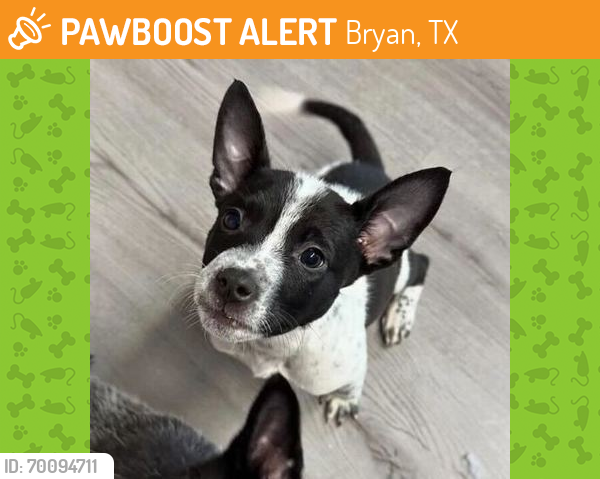 Shelter Stray Female Dog last seen Brazos County, TX 77845, Bryan, TX 77807