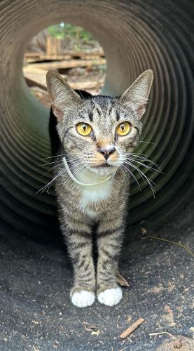 Lost Male Cat last seen Wayside Drive & Bedford Park Ct, Winston-Salem, NC 27107
