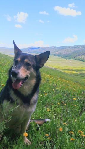 Lost Female Dog last seen Neiborhoods above the provo temple that is currently being taken down, closer by the rocky mountain and construction area., Provo, UT 84604
