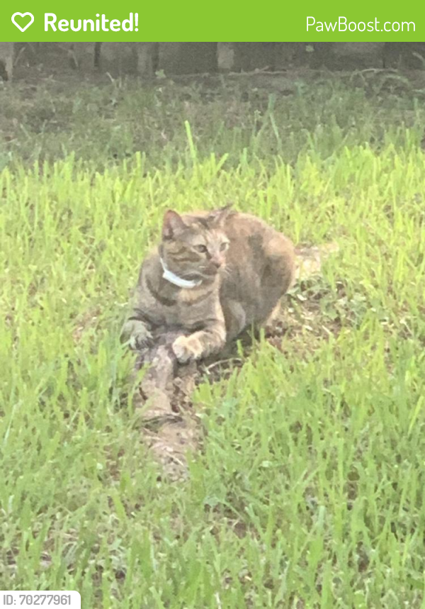 Reunited Female Cat last seen Audubon , Humble, TX 77396