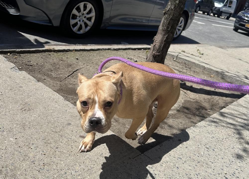 Shelter Stray Female Dog last seen Randall Avenue, BRONX, NY, 10473, New York, NY 10029
