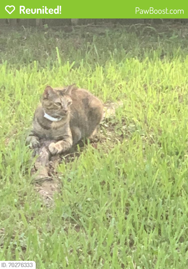 Reunited Female Cat last seen Mesa, Humble, TX 77396