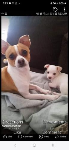 Lost Male Dog last seen 108a ave & 148 st surrey bc, Surrey, BC V3R 1W7