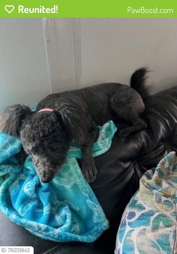 Reunited Female Dog last seen Between 8th Ave S and 11th Ave S 8th Street to 4th St S. Second sighting near All Children’s hosp, St. Petersburg, FL 33701