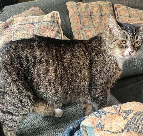 Lost Male Cat last seen Fairview and Cloverdale, Meridian, ID 83642