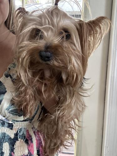Found/Stray Male Dog last seen Pinecrest, Miami Springs, FL 33010