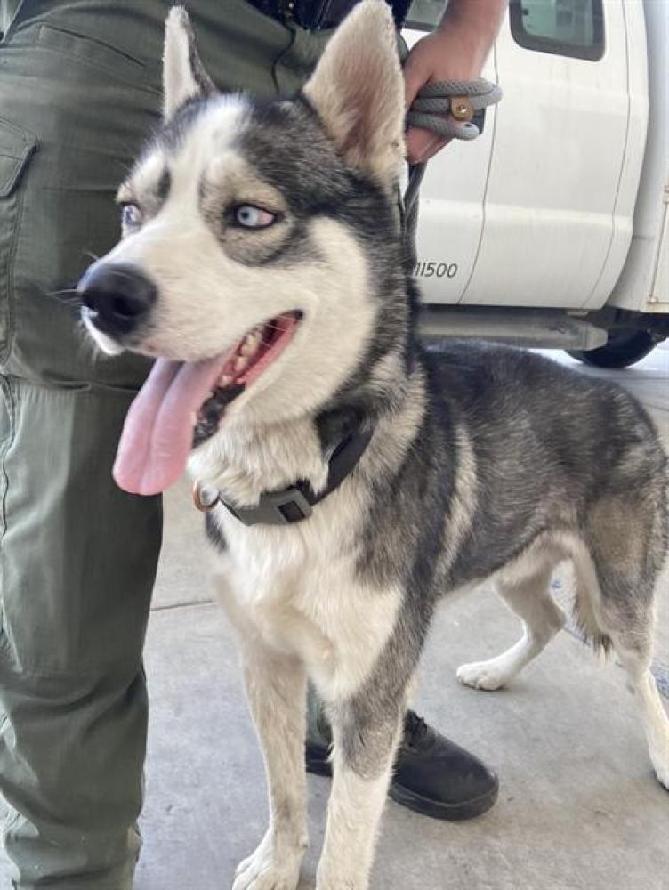 Shelter Stray Male Dog last seen W CALIFORNIA, Bakersfield, CA 93308