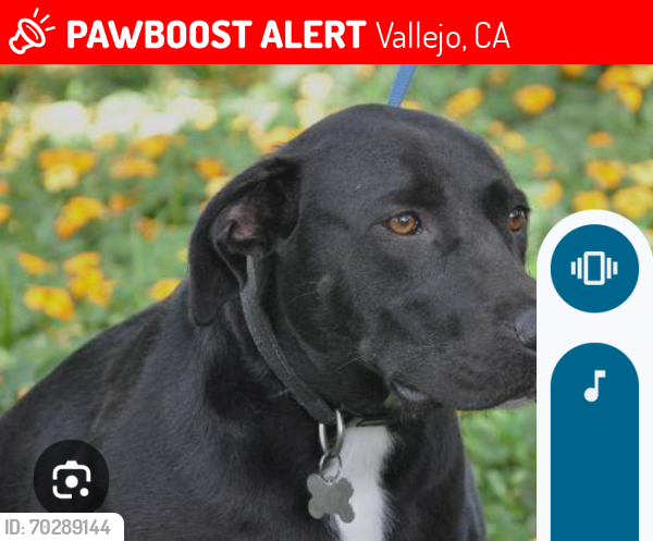 Lost Female Dog last seen Mcdonalds, Vallejo, CA 94589