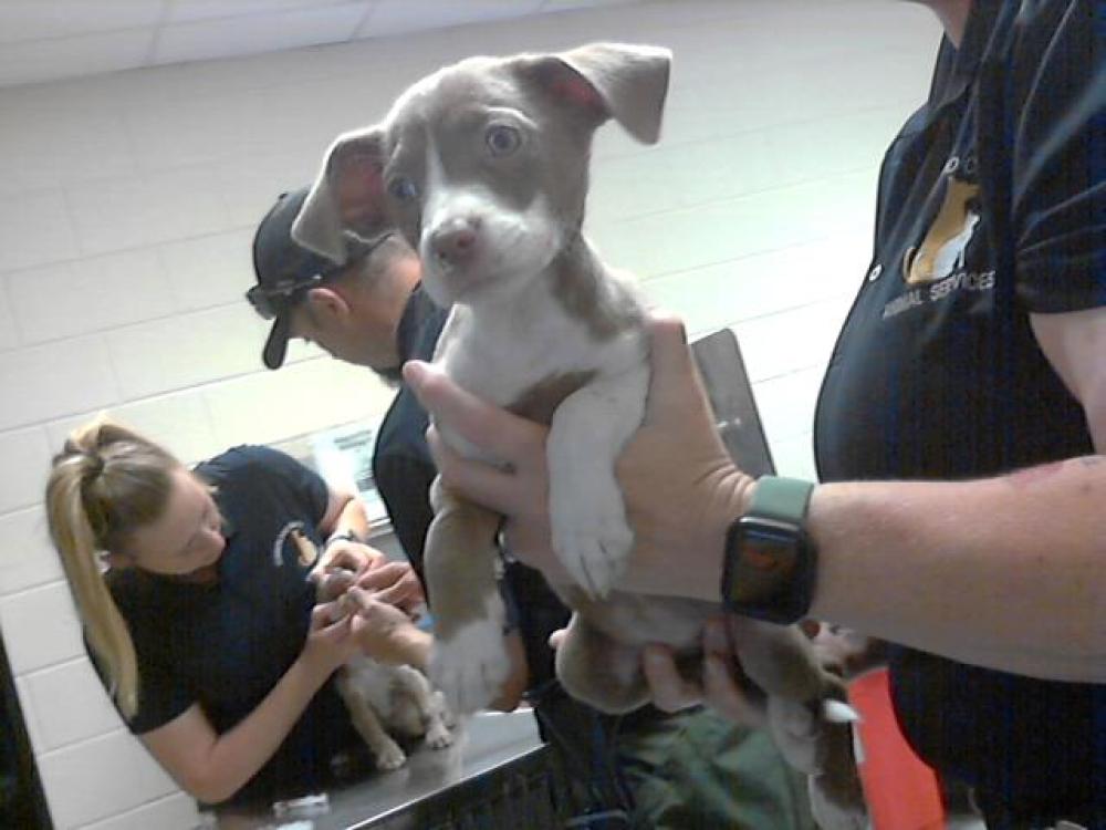 Shelter Stray Female Dog last seen Near BLOCK NORTH CAROLINA HIGHWAY 87 S, FAYETTEVILLE NC 28306, Fayetteville, NC 28306