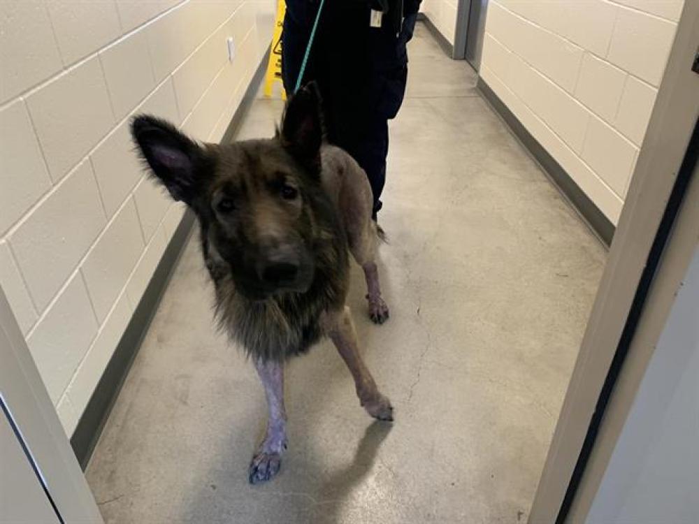 Shelter Stray Male Dog last seen SUNRISE/GREENBACK, Auburn, CA 95603