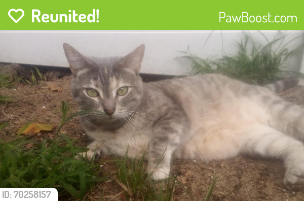 Reunited Female Cat last seen South street, Minneola, FL 34715