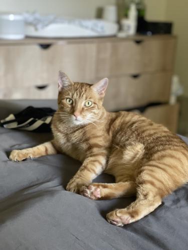 Lost Male Cat last seen Bridlewood Dr and Anvil Ct in Whitney Ranch, Rocklin, CA 95765