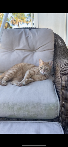 Lost Male Cat last seen Near Copeland and east limestone rd intersection, Athens, AL 35613