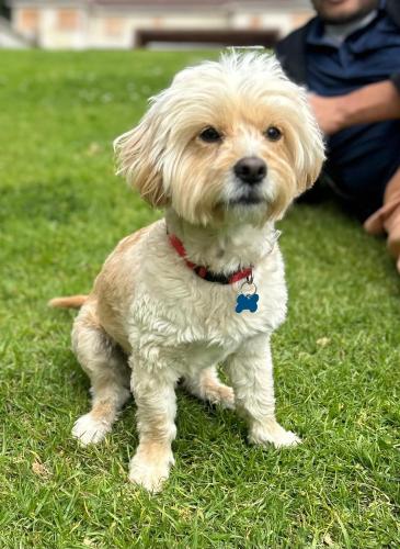 Lost Male Dog last seen Semple St and Magdalena St , Chula Vista, CA 91913