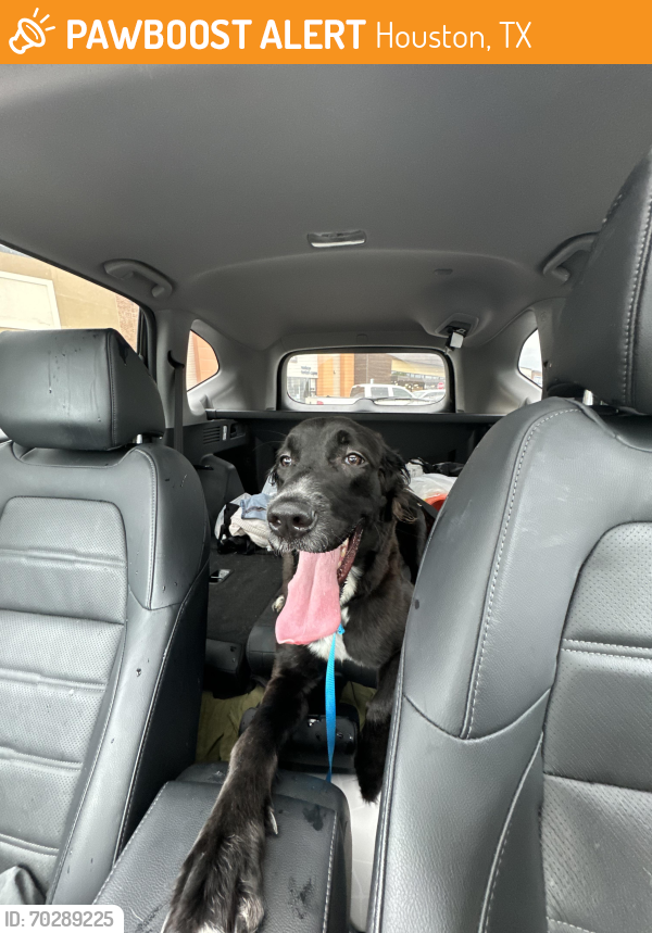 Houston, TX Stray Female Dog Found Near Briar forest & Dairy Ashford