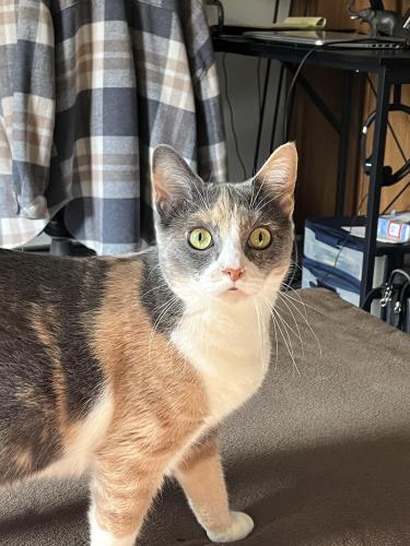 Lost Female Cat last seen Jefferson Ave, Ashville, OH 43103