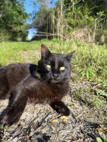Lost Male Cat last seen East Kegan Lane at Hidden Haven Park  in Pine Level N.C., Johnston County, NC 27576