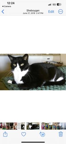 Lost Male Cat last seen Plank trail lane Apts Sheb. Falls, Wi, Sheboygan Falls, WI 53085