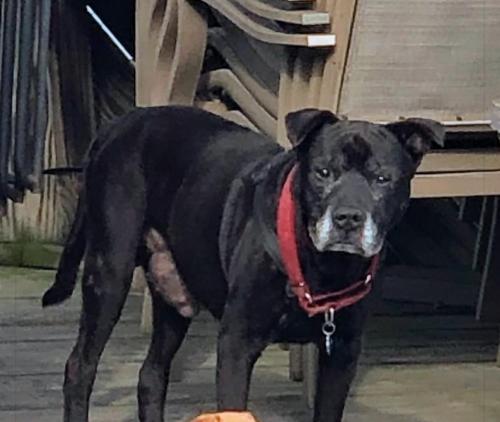 Lost Male Dog last seen Captain Bills Marina, Watkins Glen, NY 14891