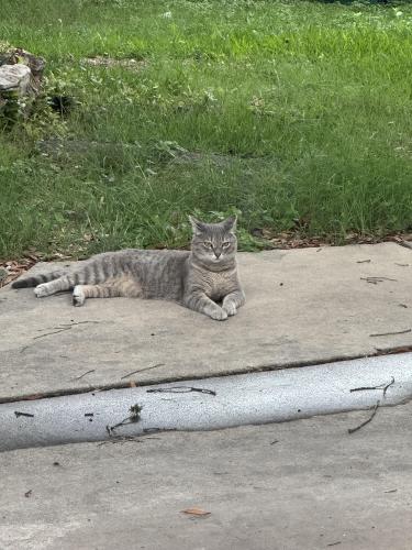 Lost Female Cat last seen Almond park and Moonlit Park, San Antonio, TX 78249
