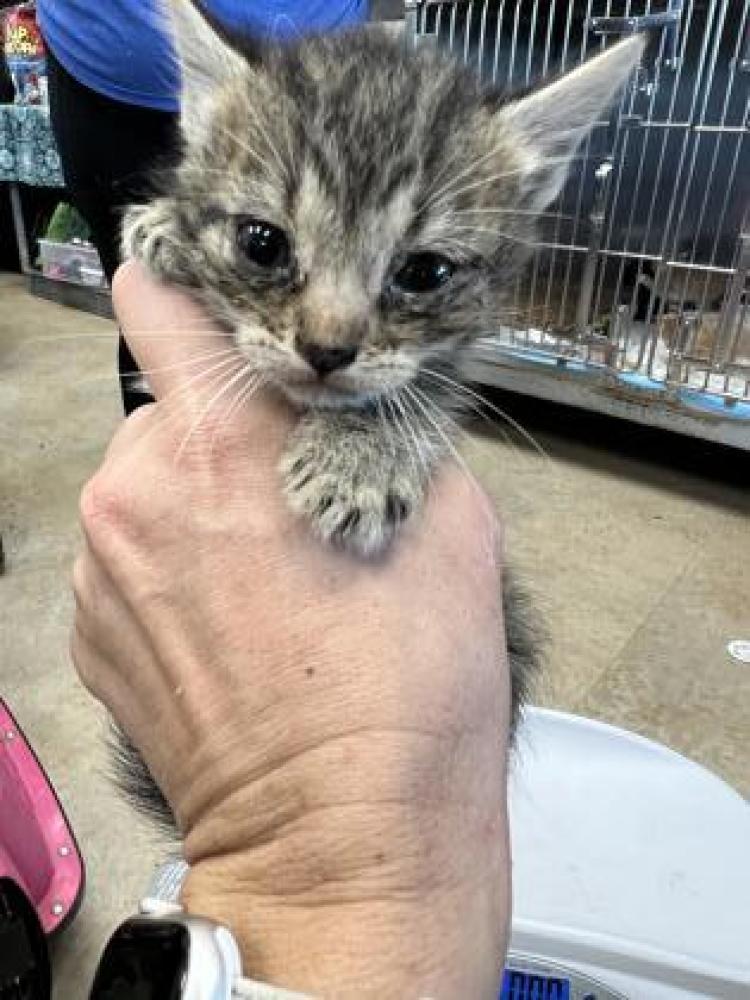 Shelter Stray Female Cat last seen Near Olympia Dr, Mesquite, TX 75150, 75150, TX, Mesquite, TX 75149