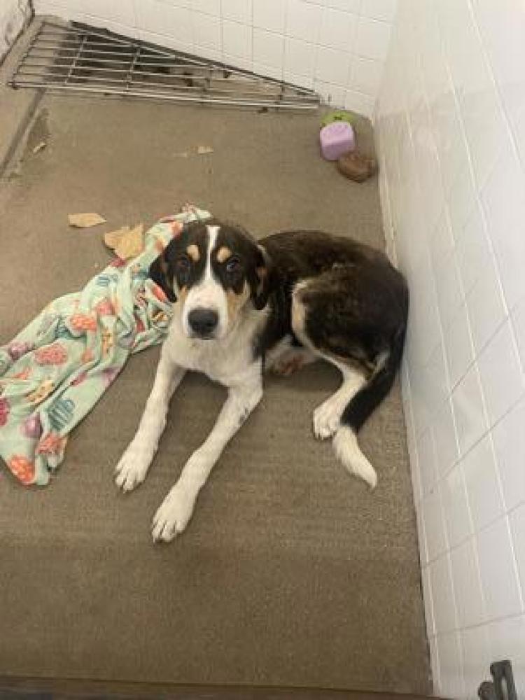 Shelter Stray Male Dog last seen Cleburne, TX 76031, Cleburne, TX 76031