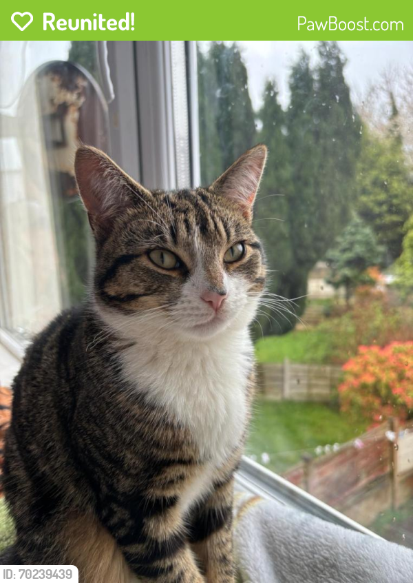 Reunited Male Cat last seen Shirley Avenue M7 3QY, Greater Manchester, England M7 3QY