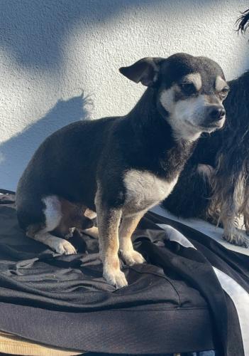 Lost Male Dog last seen Yukon and century , Inglewood, CA 90304