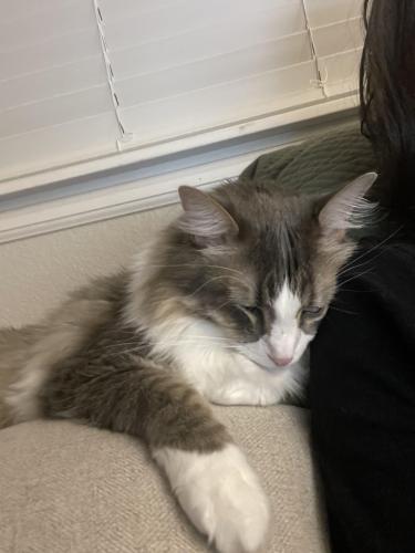 Lost Male Cat last seen Greenspire and Sutherland , Windsor, CO 80550