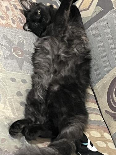 Lost Female Cat last seen Mountain View dr and 7th street, Las Vegas, NM 87701
