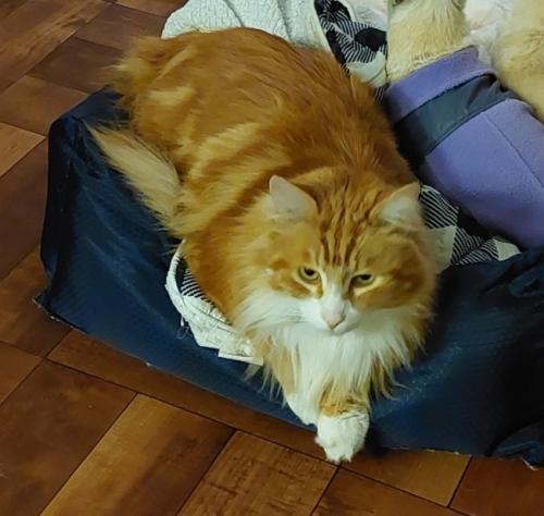 Lost Male Cat last seen Sky Parkway and 6th Parkway, Sacramento, CA 95823