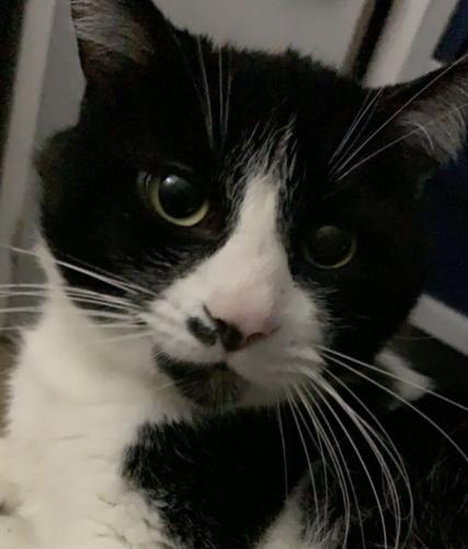 Lost Male Cat last seen 7th and union, old centra credit union bank, Columbus, IN 47201