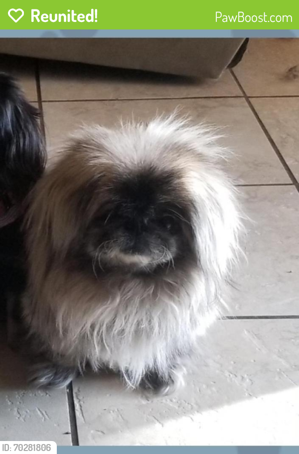 Reunited Male Dog last seen davis X manazanita, Sacramento County, CA 95841
