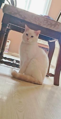 Lost Male Cat last seen 44th and 8th st se in forest hights and fonda area., Calgary, AB T2A 4X2