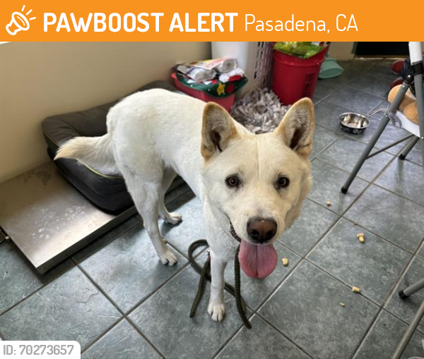 Shelter Stray Female Dog last seen DEL MAR AND MARENGO, Pasadena, CA 91105