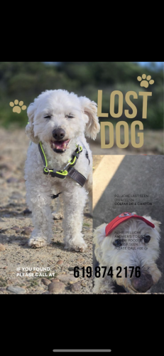 Lost Male Dog last seen Jamacha rd, Lemon Grove, CA 91946