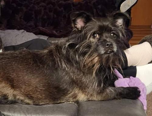 Lost Male Dog last seen Medfra and 14th, Anchorage, AK 99501