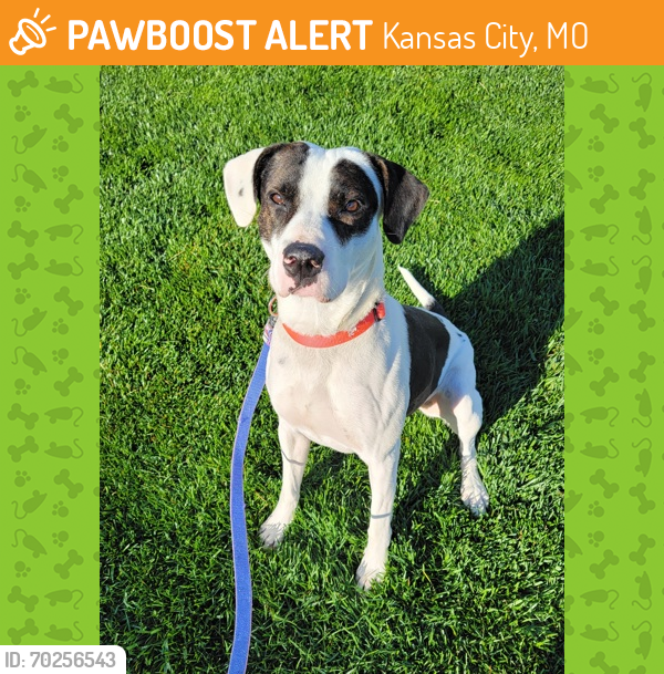 Shelter Stray Male Dog last seen E 83rd St & Oak St, Kansas City, Missouri, 64131, 64131, MO, Kansas City, MO 64132