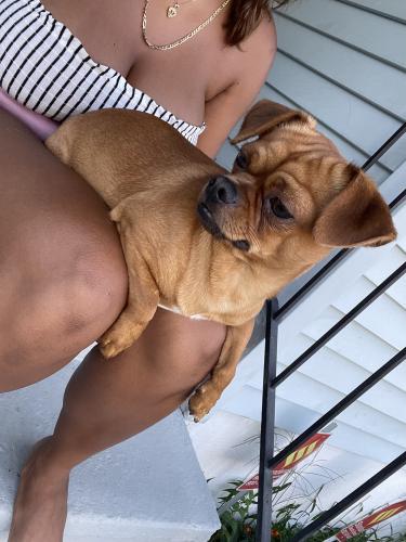Lost Male Dog last seen Stratford Ave and Wilmot Ave , Bridgeport, CT 06608