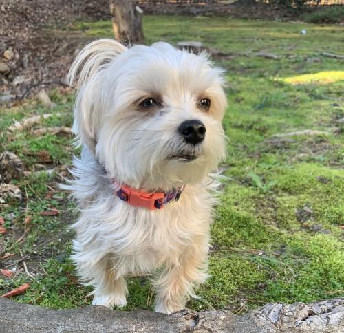 Lost Female Dog last seen Fortson Drive, Athens, GA 30606