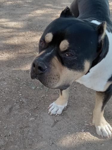 Lost Male Dog last seen Old Nogales and Summit, Tucson, AZ 85756