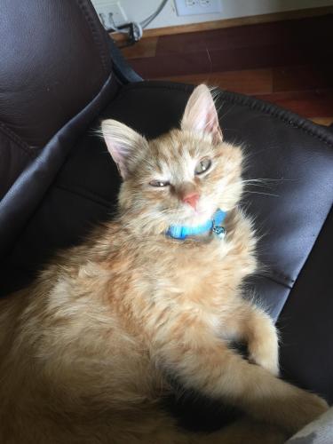 Lost Male Cat last seen Fern hill Road and Kenway Loop, Mooresville, NC 28117