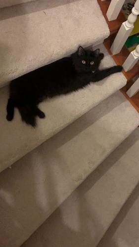 Lost Female Cat last seen Near Keith St, Burnaby, BC V5J 0A8
